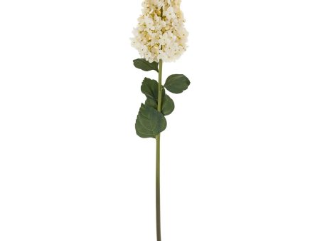 Hydrangea Paniculata Stem Online now