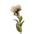 Pin Cushion Floral Stem For Cheap